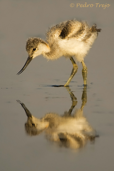 Avoceta (Recurvirostra avosetta )